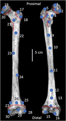 Is the damage worth it? Testing handheld XRF as a non-destructive analytical tool for determining biogenic bone and tooth chemistry prior to destructive analyses